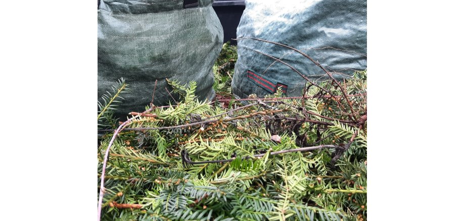 Nahaufnahme Heckenschnitt neben Gartenabfallsäcken